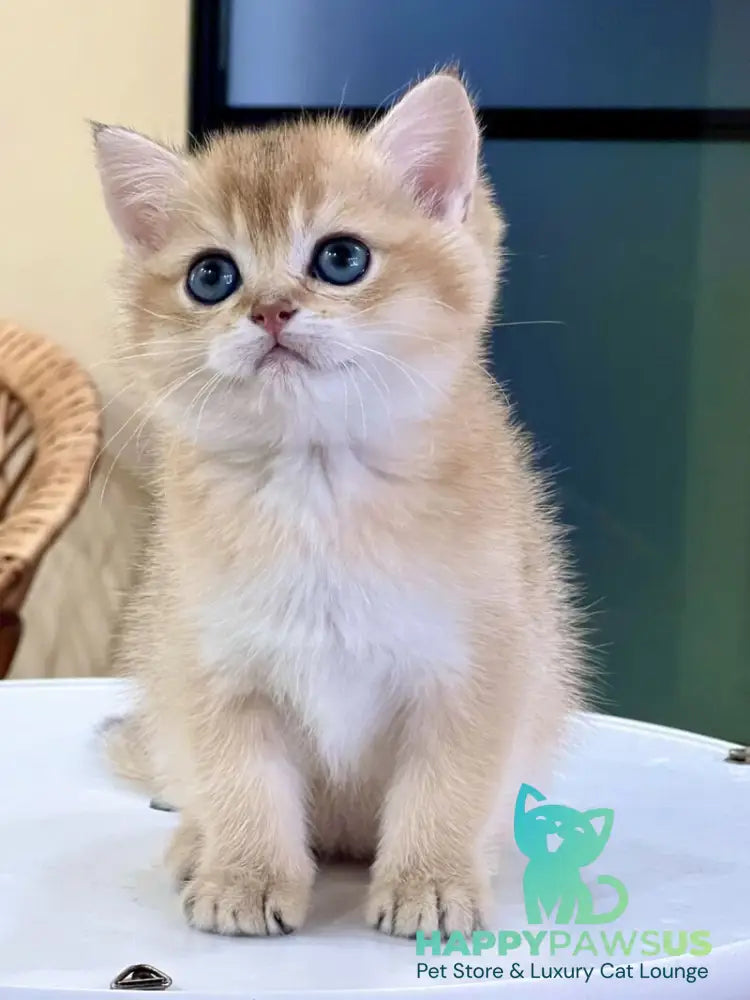 Darvin British Shorthair male black golden shaded - live animals