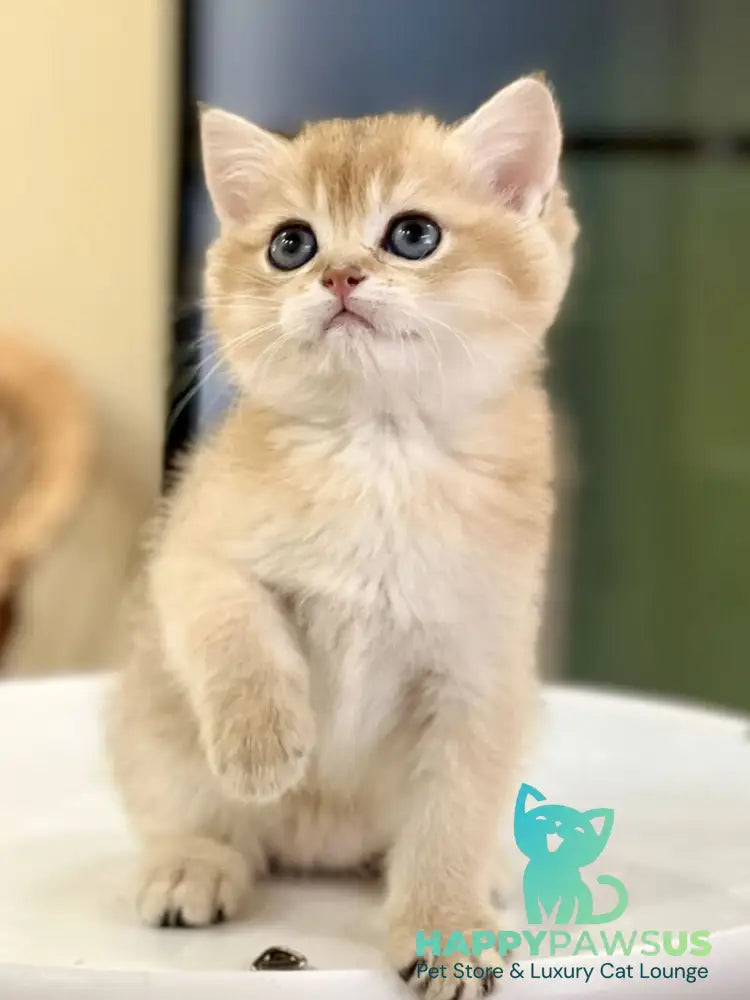 Darvin British Shorthair male black golden shaded - live animals