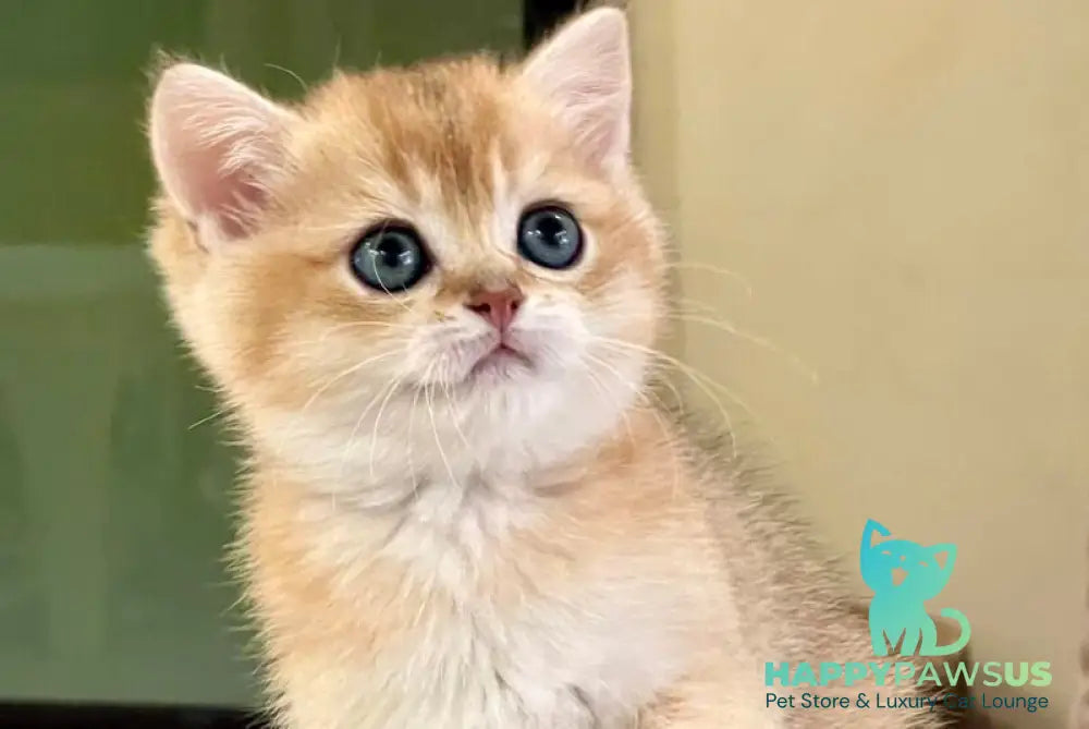 Darvin British Shorthair male black golden shaded - live animals
