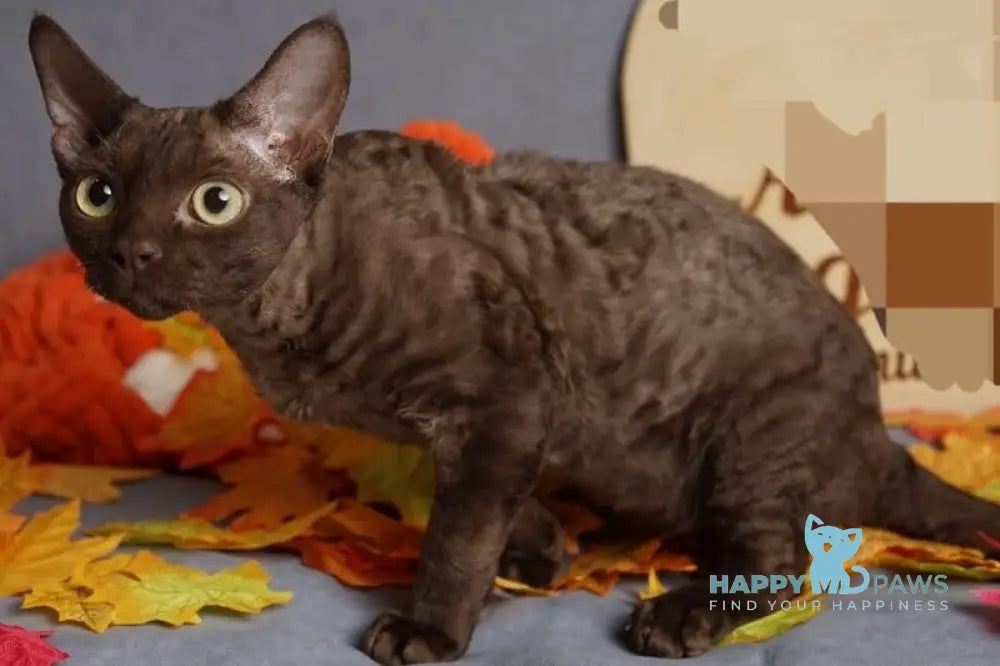 Darvin Devon Rex male chocolate live animals