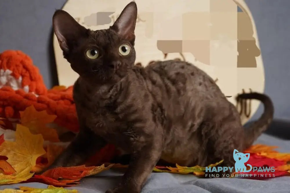 Darvin Devon Rex male chocolate live animals