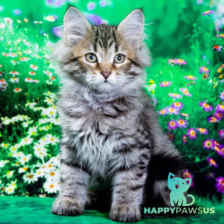 Darvin Siberian male black spotted tabby - live animals