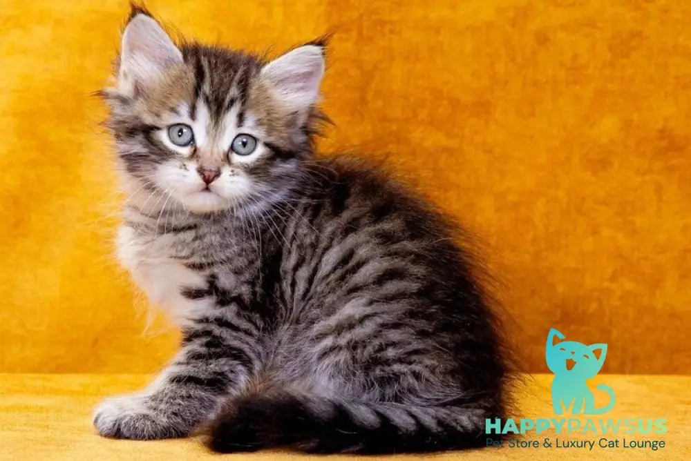 Darvin Siberian male black spotted tabby - live animals
