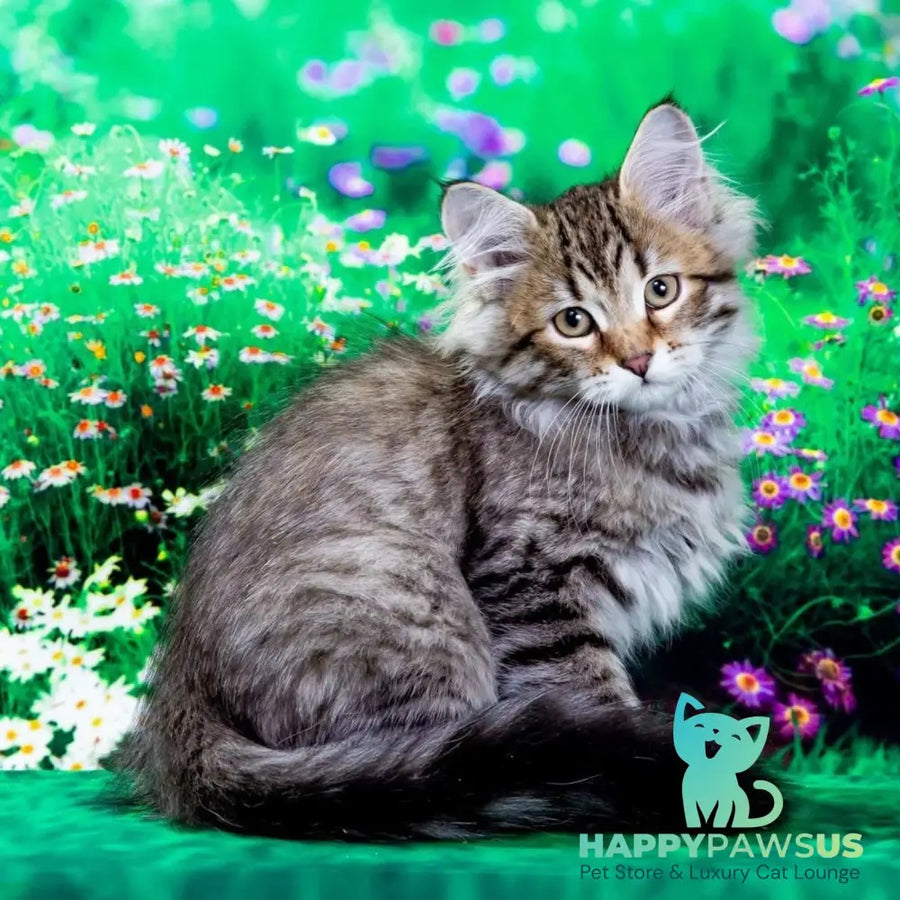 Darvin Siberian male black spotted tabby - live animals