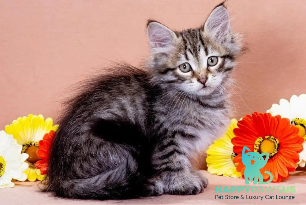 Darvin Siberian male black spotted tabby - live animals