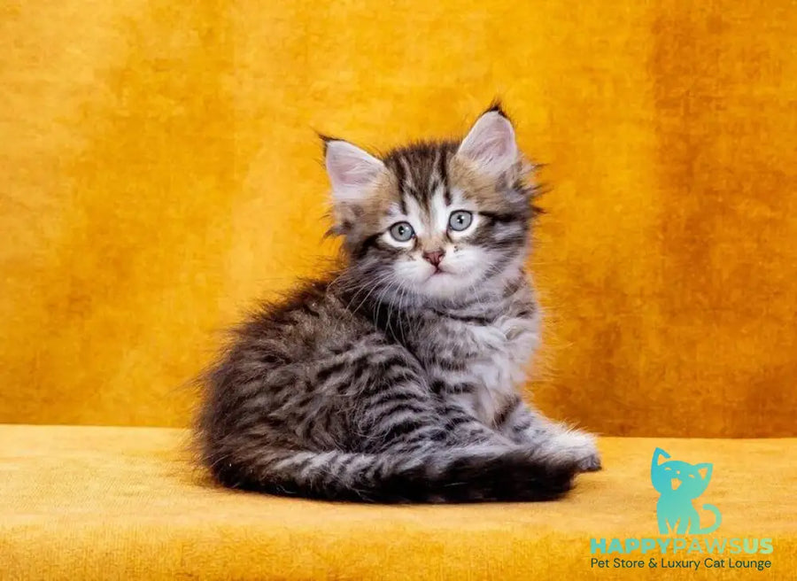 Darvin Siberian male black spotted tabby - live animals