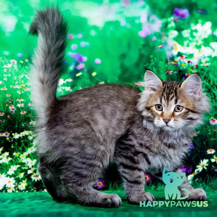 Darvin Siberian male black spotted tabby - live animals