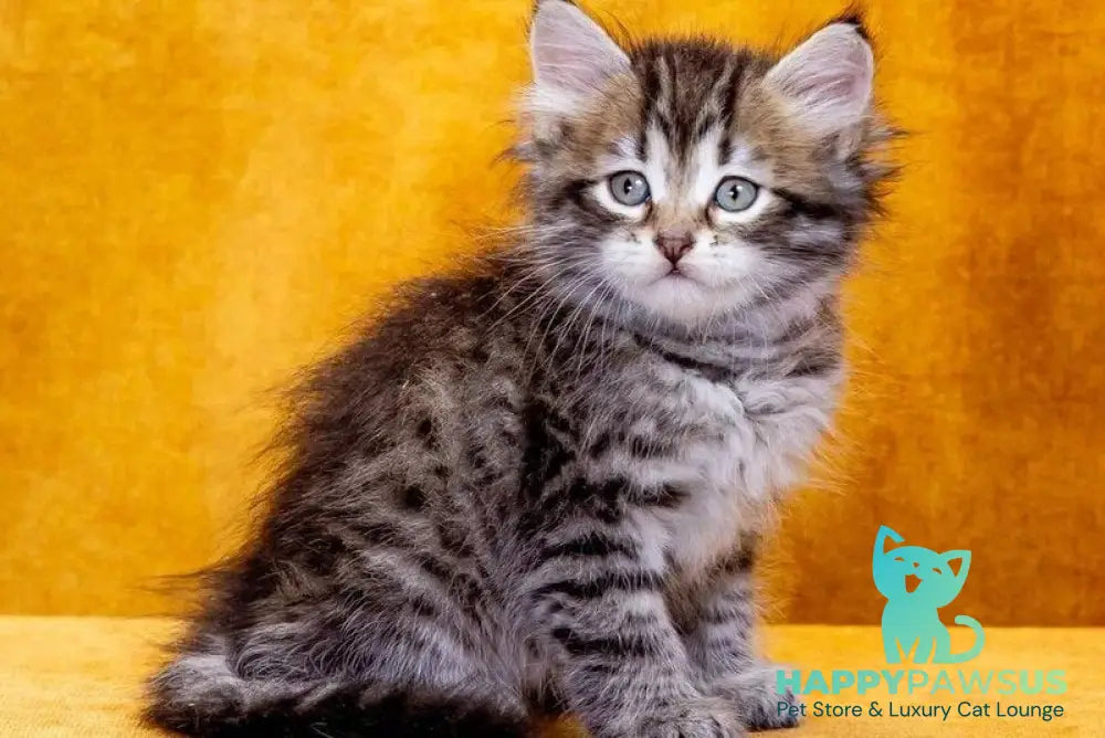 Darvin Siberian male black spotted tabby - live animals