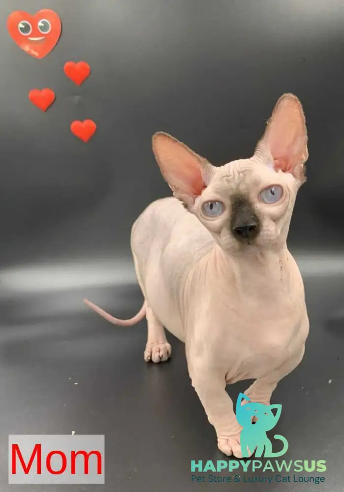 Dasha Bambino female blue pointed live animals