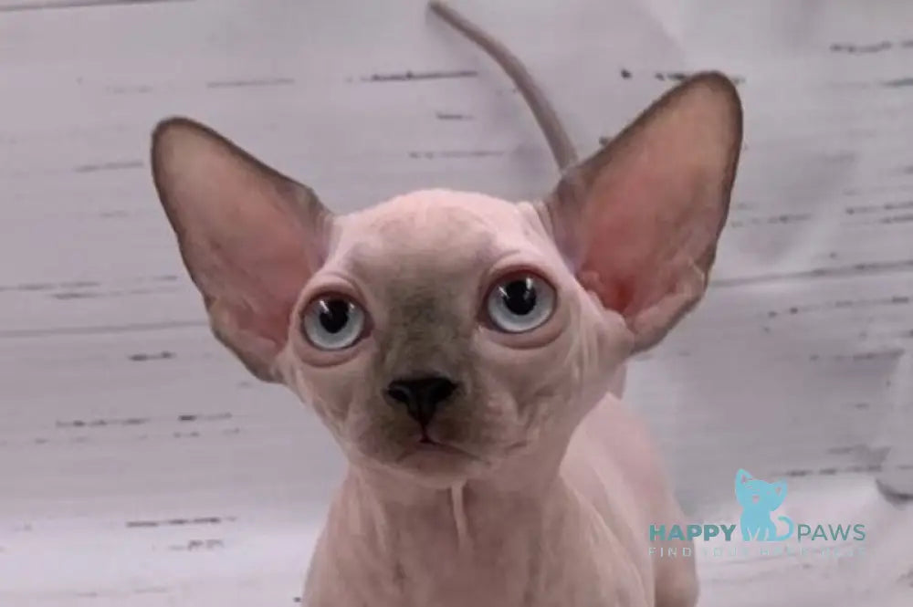 Dasha Bambino female blue pointed live animals