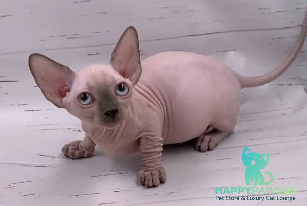 Dasha Bambino female blue pointed live animals