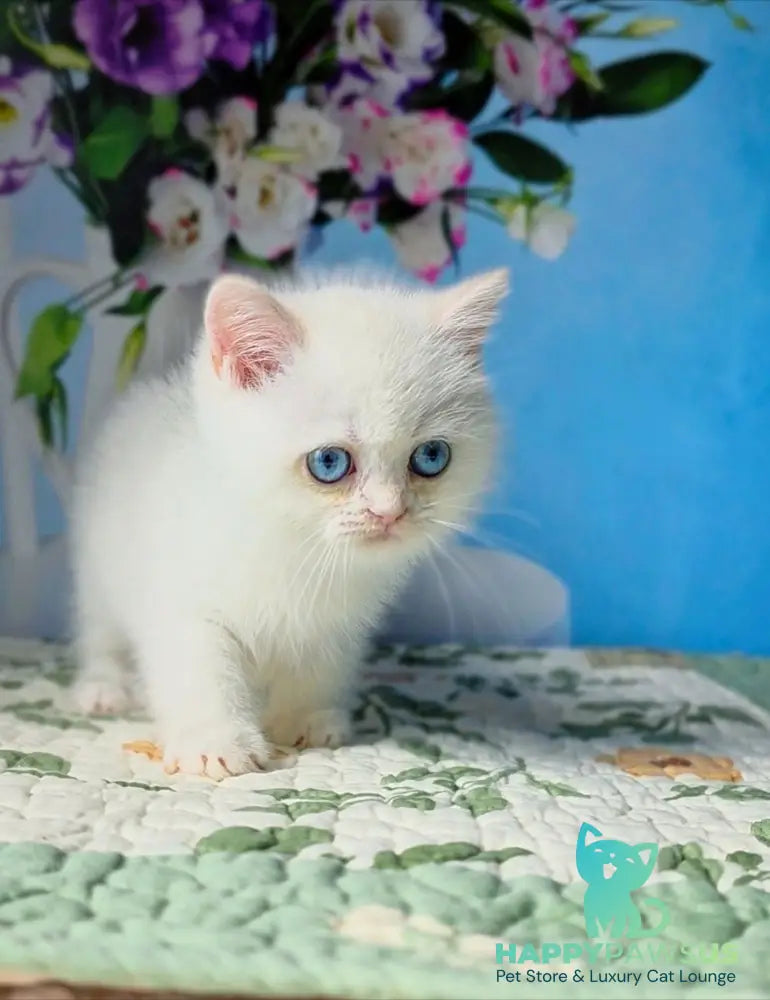 Dasha British Shorthair female black golden chinchilla pointed - live animals