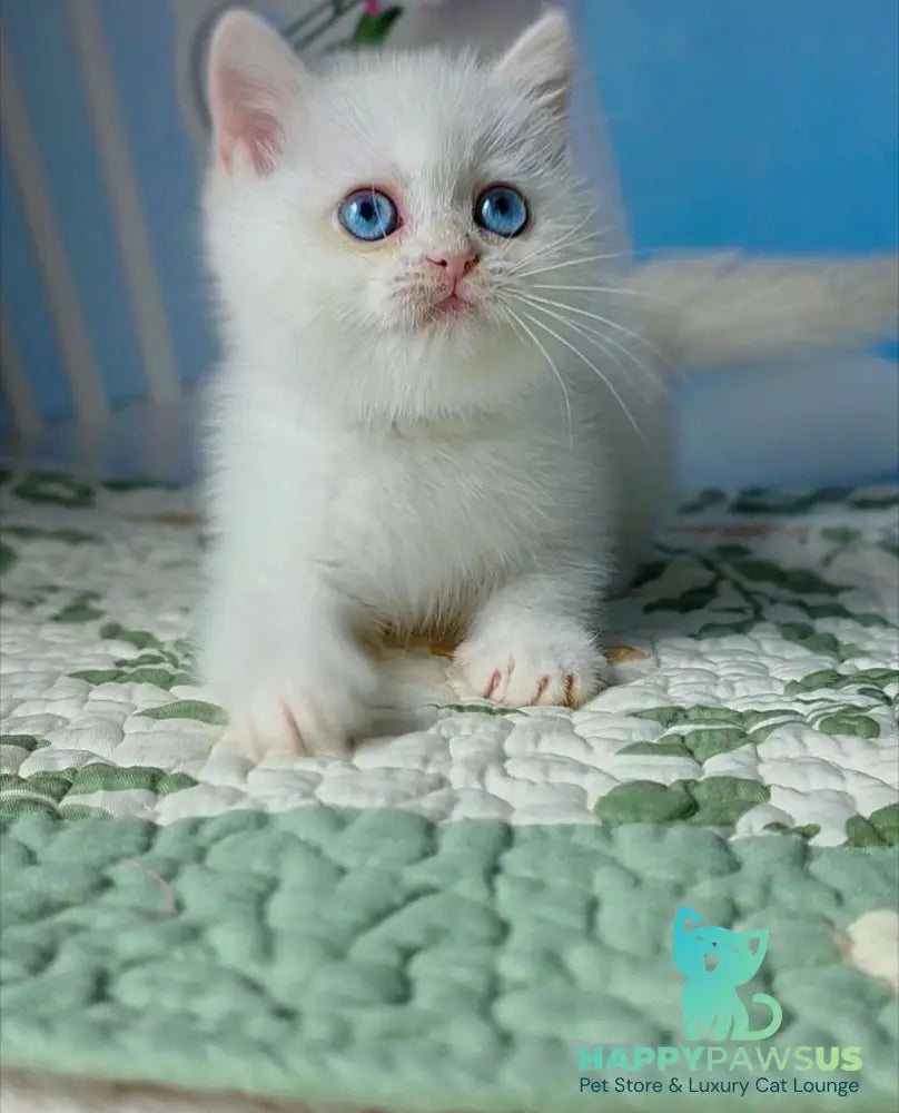 Dasha British Shorthair female black golden chinchilla pointed - live animals