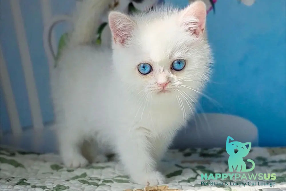 Dasha British Shorthair female black golden chinchilla pointed - live animals
