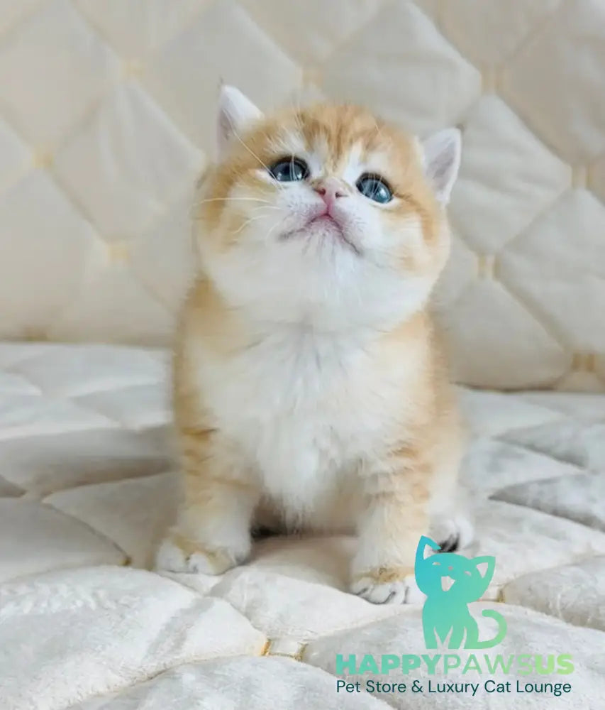 Dasha British Shorthair female black golden spotted tabby - live animals