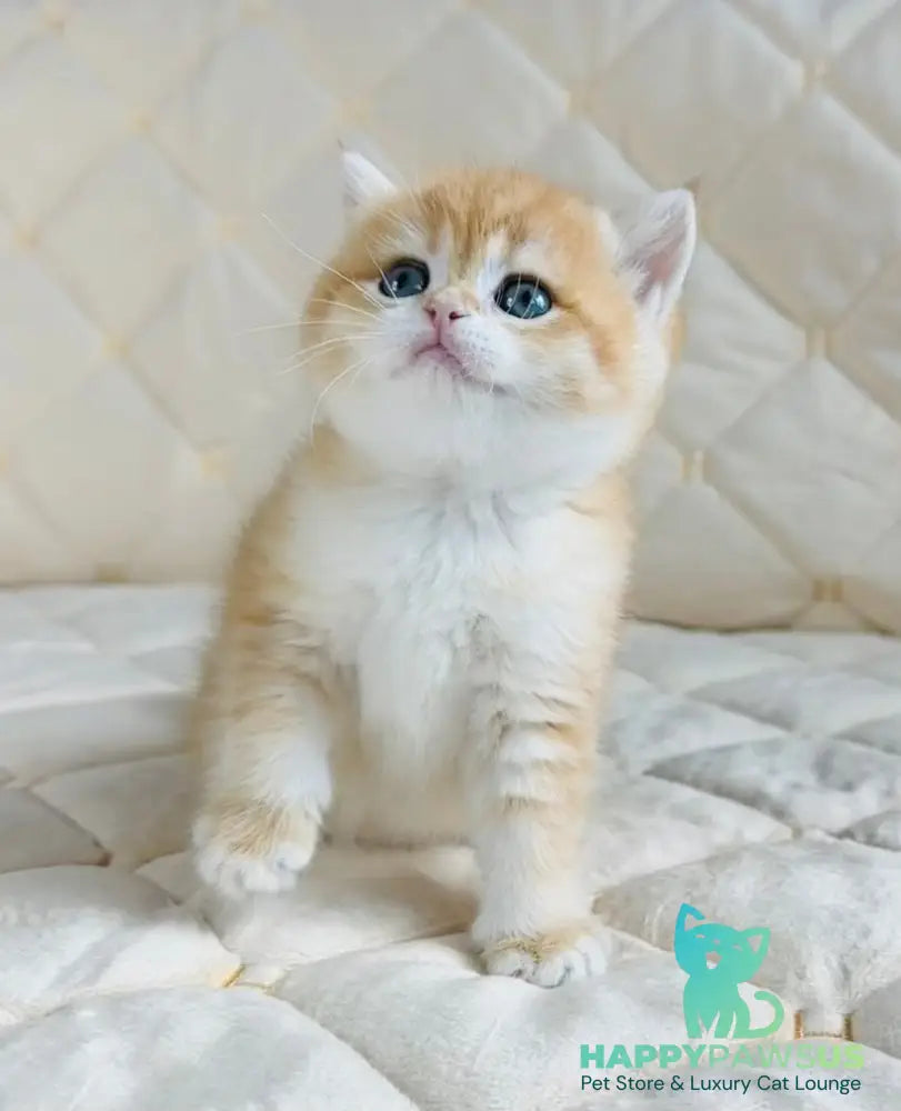 Dasha British Shorthair female black golden spotted tabby - live animals