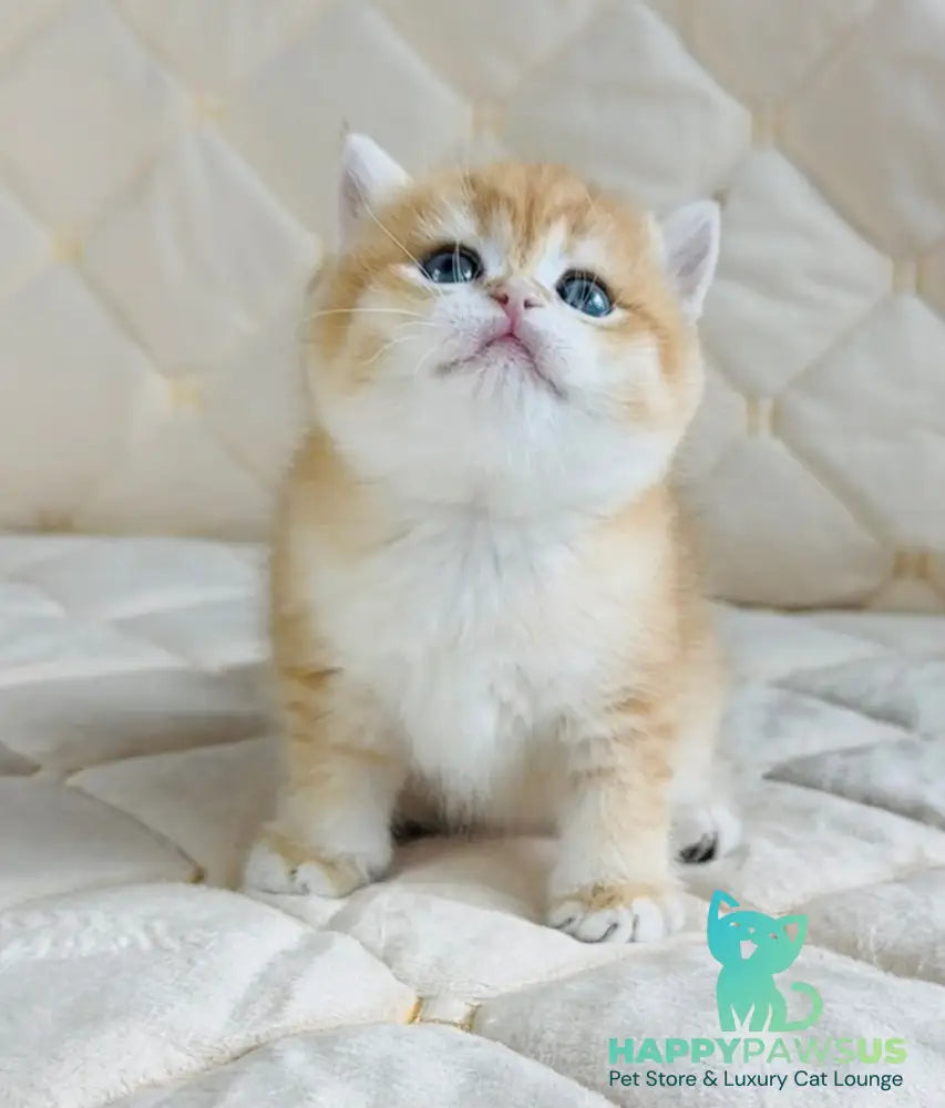 Dasha British Shorthair female black golden spotted tabby - live animals