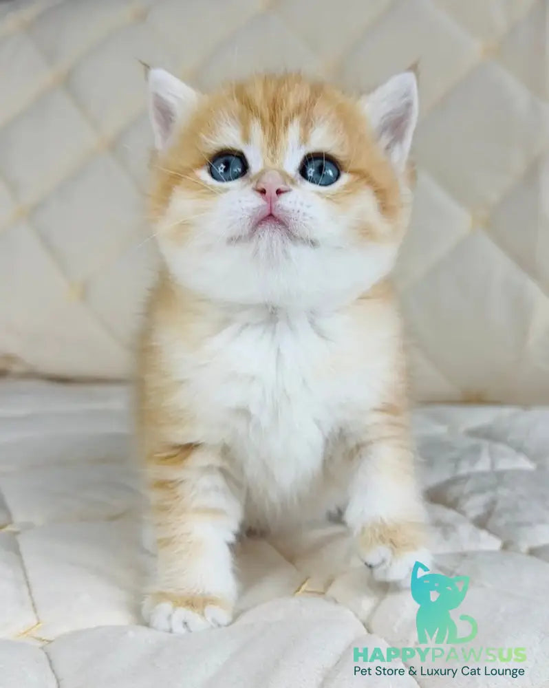 Dasha British Shorthair female black golden spotted tabby - live animals