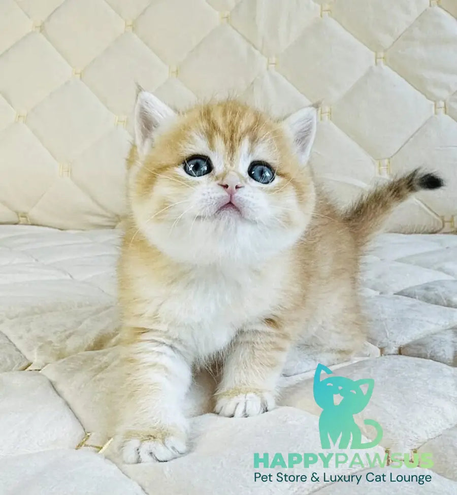 Dasha British Shorthair female black golden spotted tabby - live animals