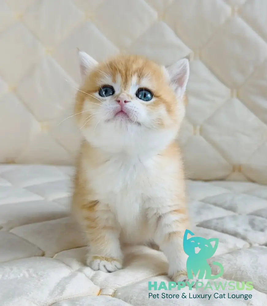 Dasha British Shorthair female black golden spotted tabby - live animals