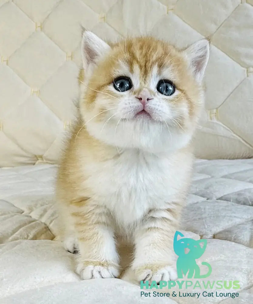 Dasha British Shorthair female black golden spotted tabby - live animals