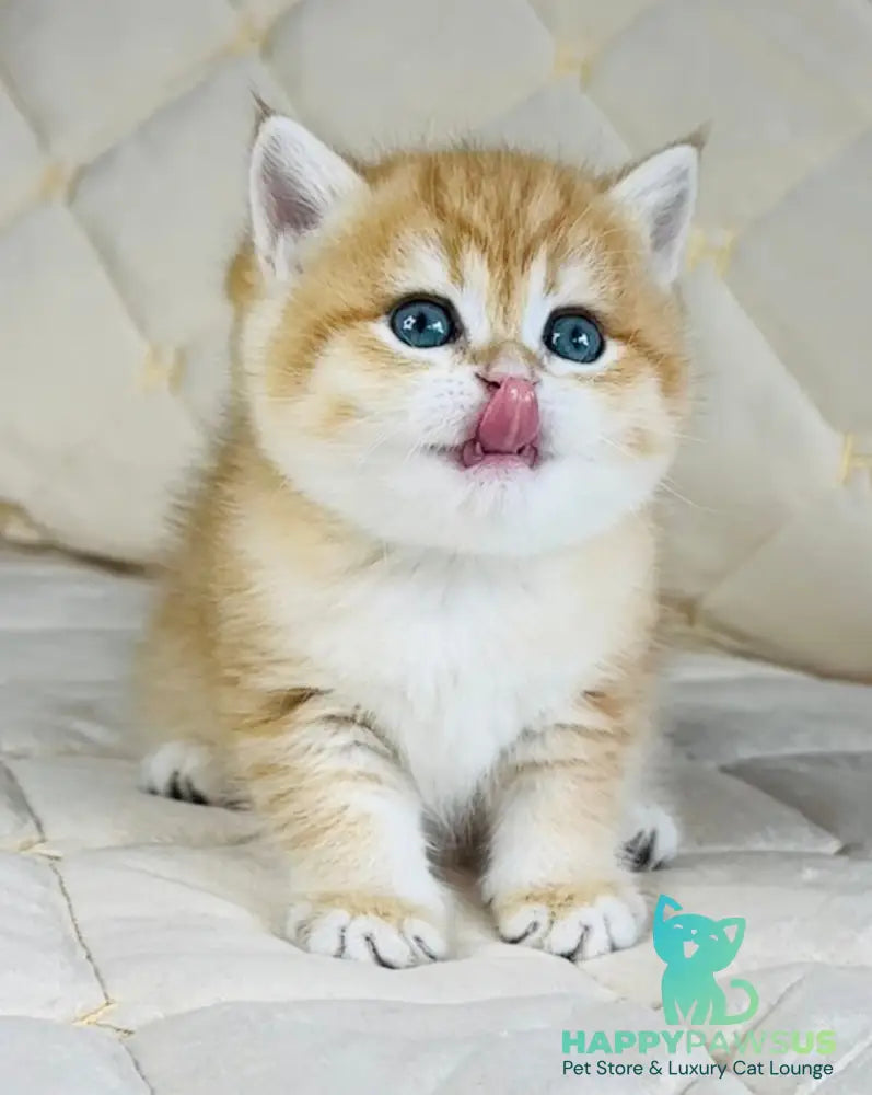 Dasha British Shorthair female black golden spotted tabby - live animals