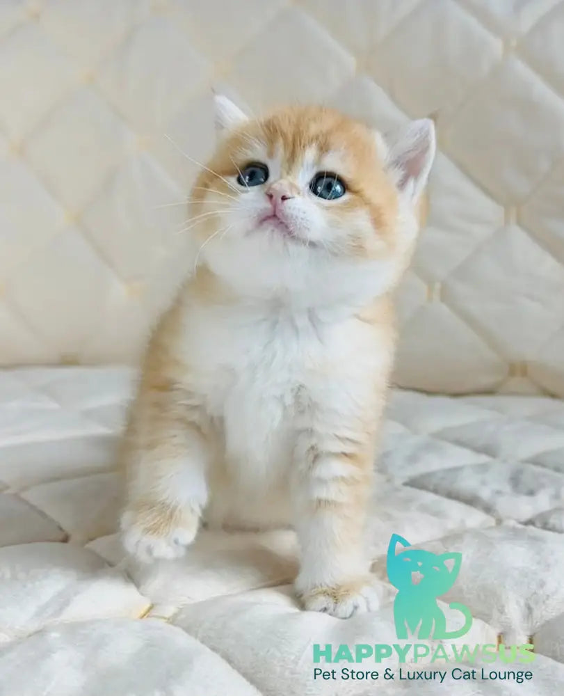 Dasha British Shorthair female black golden spotted tabby - live animals