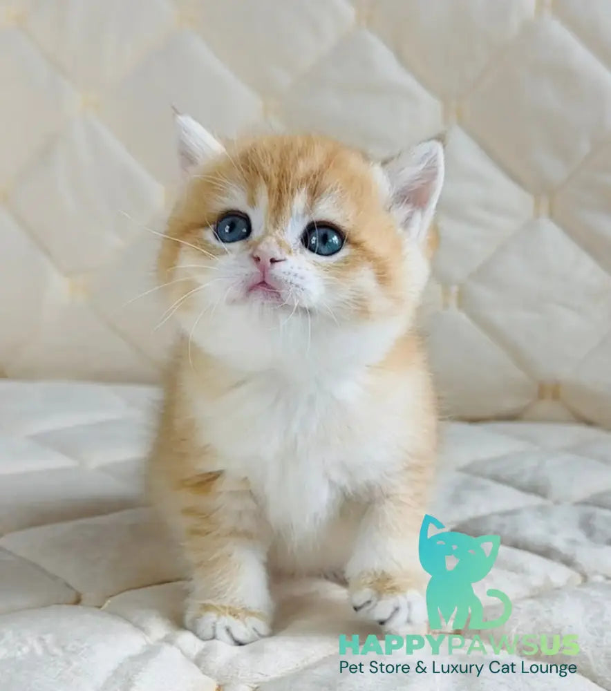 Dasha British Shorthair female black golden spotted tabby - live animals