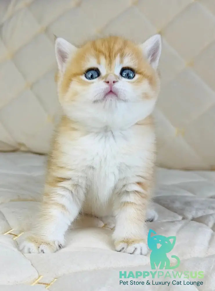 Dasha British Shorthair female black golden spotted tabby - live animals
