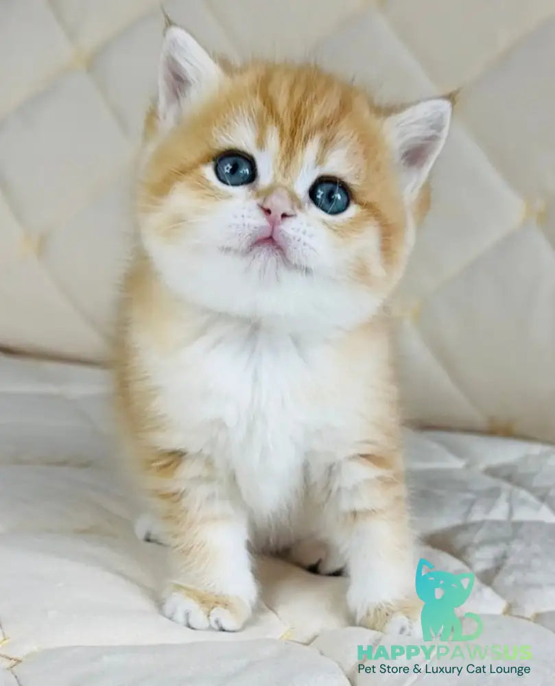 Dasha British Shorthair female black golden spotted tabby - live animals