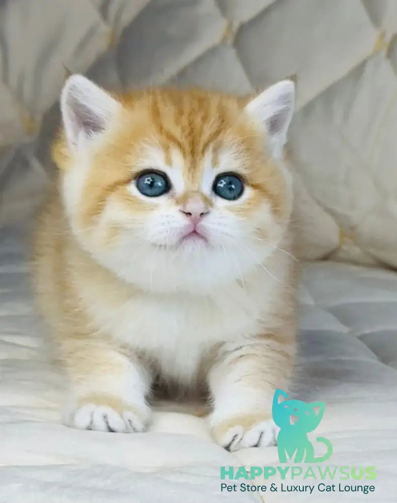 Dasha British Shorthair female black golden spotted tabby - live animals