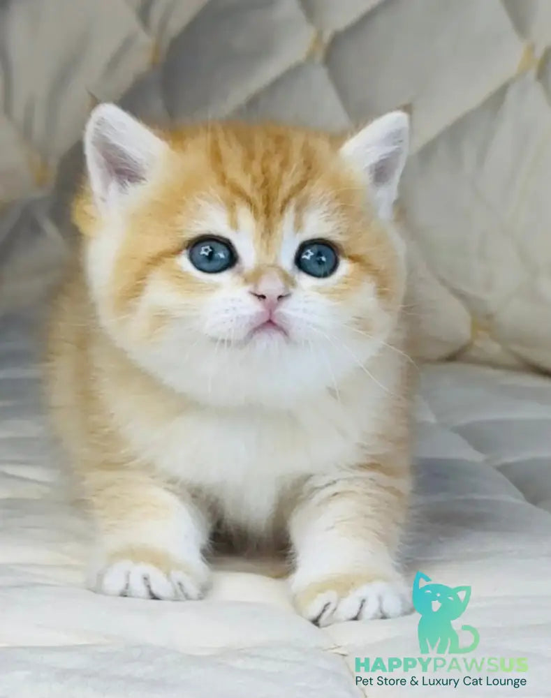 Dasha British Shorthair female black golden spotted tabby - live animals