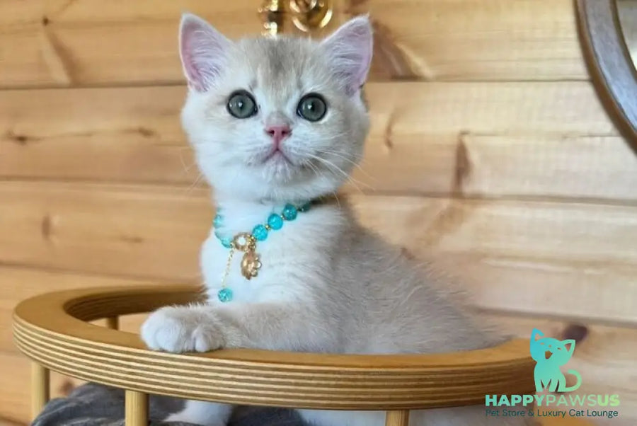 Dasha British Shorthair female blue golden chinchilla - live animals