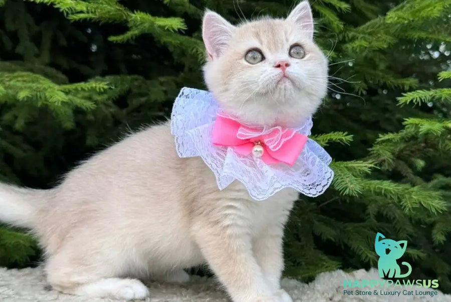 Dasha British Shorthair female blue golden chinchilla - live animals