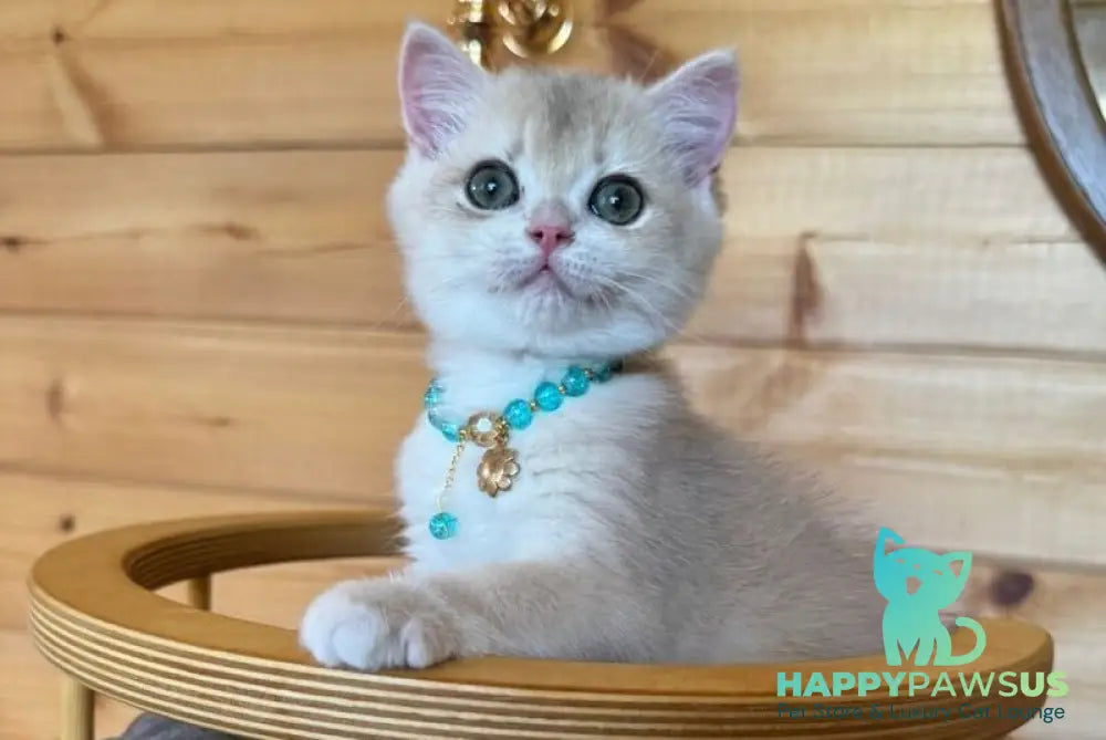 Dasha British Shorthair female blue golden chinchilla - live animals
