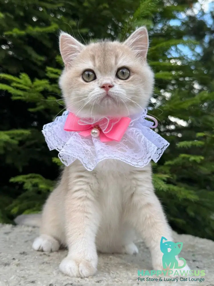 Dasha British Shorthair female blue golden chinchilla - live animals