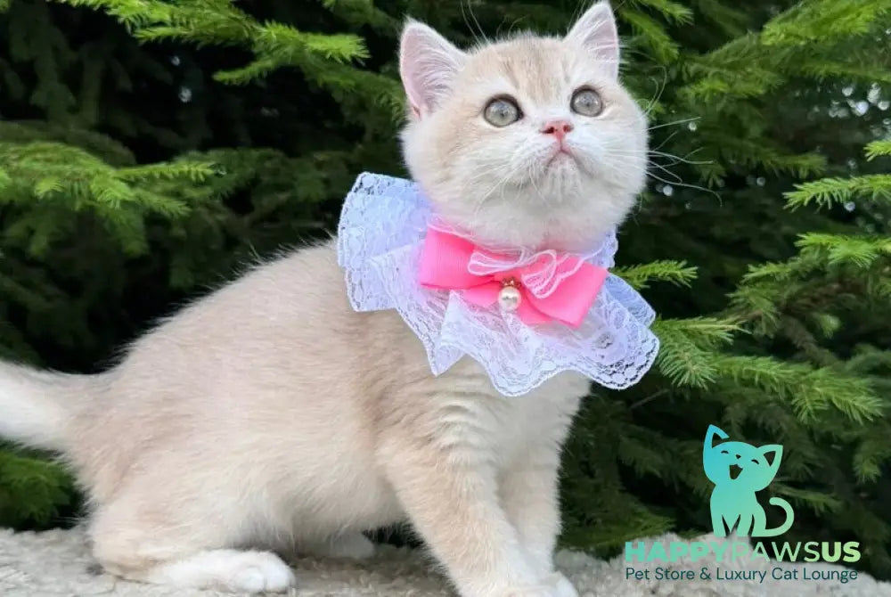 Dasha British Shorthair female blue golden chinchilla - live animals
