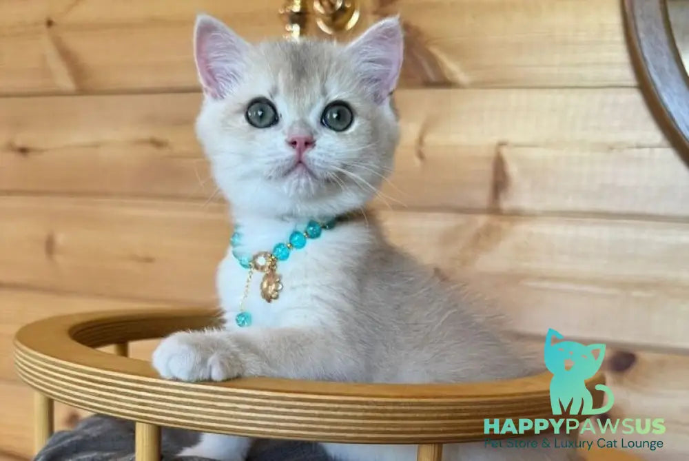 Dasha British Shorthair female blue golden chinchilla - live animals