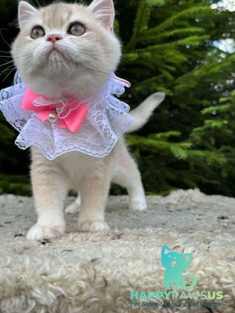 Dasha British Shorthair female blue golden chinchilla - live animals