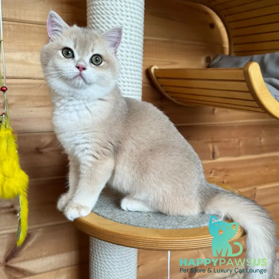 Dasha British Shorthair female blue golden chinchilla - live animals