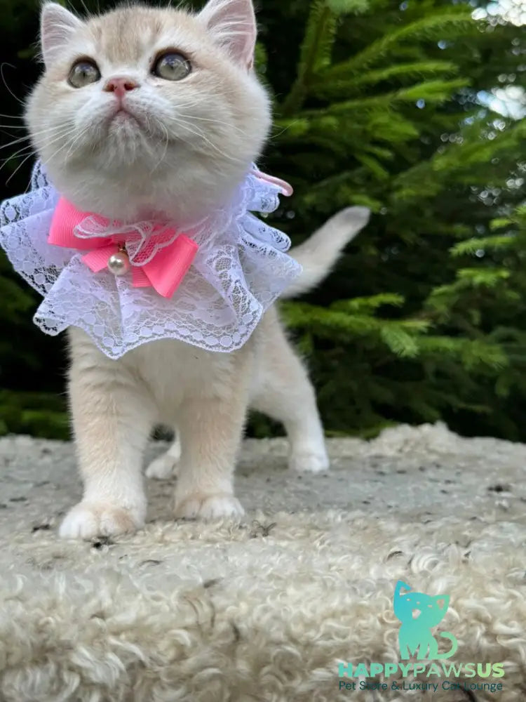 Dasha British Shorthair female blue golden chinchilla - live animals