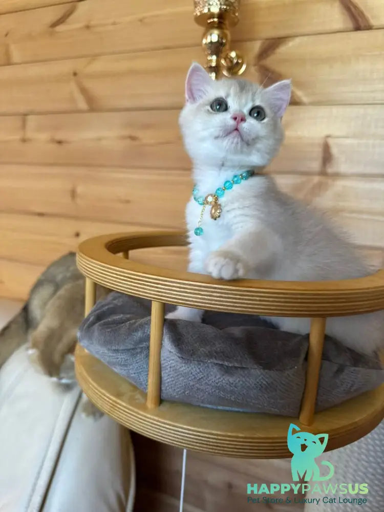 Dasha British Shorthair female blue golden chinchilla - live animals