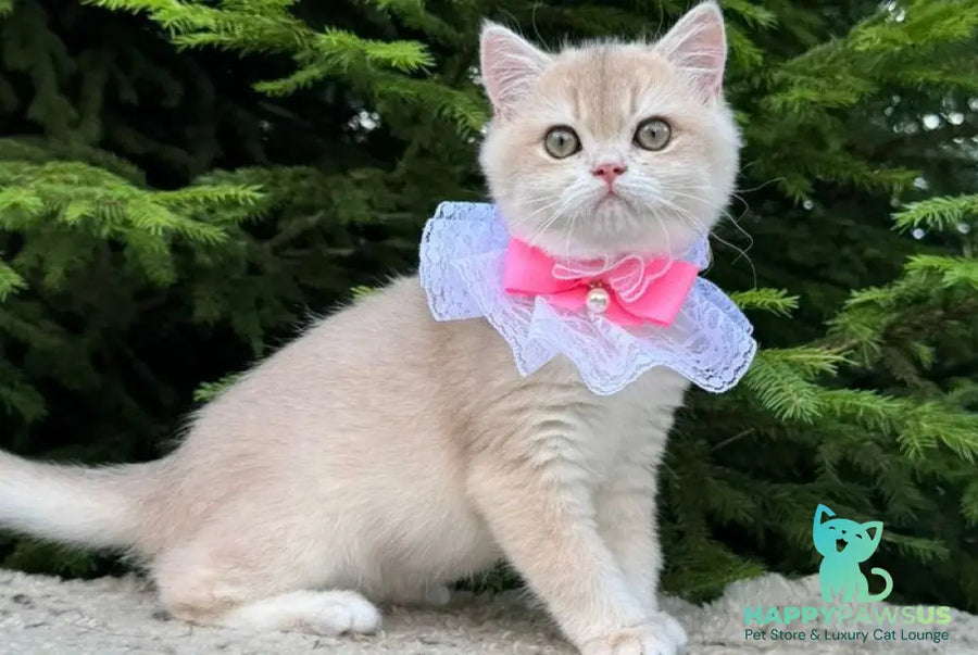 Dasha British Shorthair female blue golden chinchilla - live animals