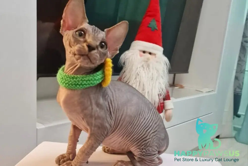 Dasha Canadian Sphynx female black tabby - live animals