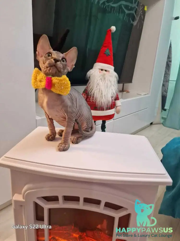 Dasha Canadian Sphynx female black tabby - live animals