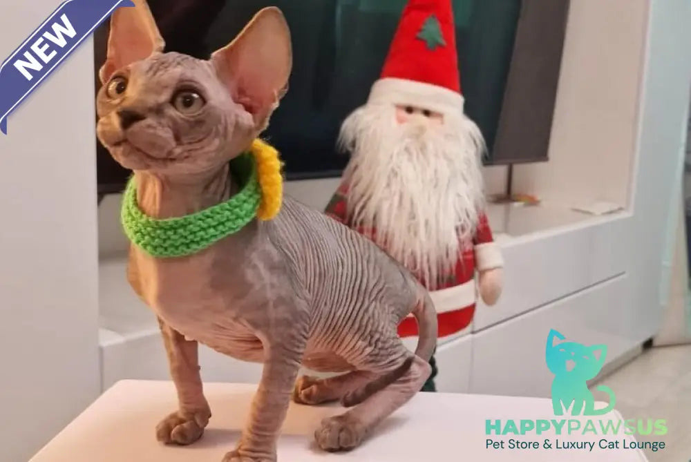 Dasha Canadian Sphynx female black tabby - live animals
