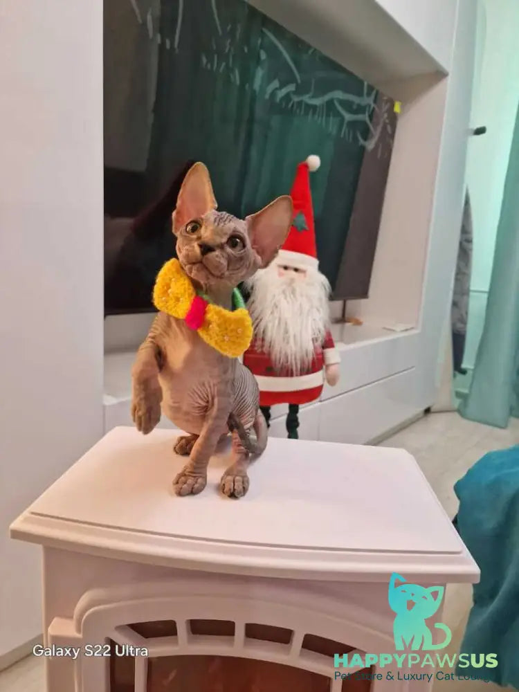 Dasha Canadian Sphynx female black tabby - live animals