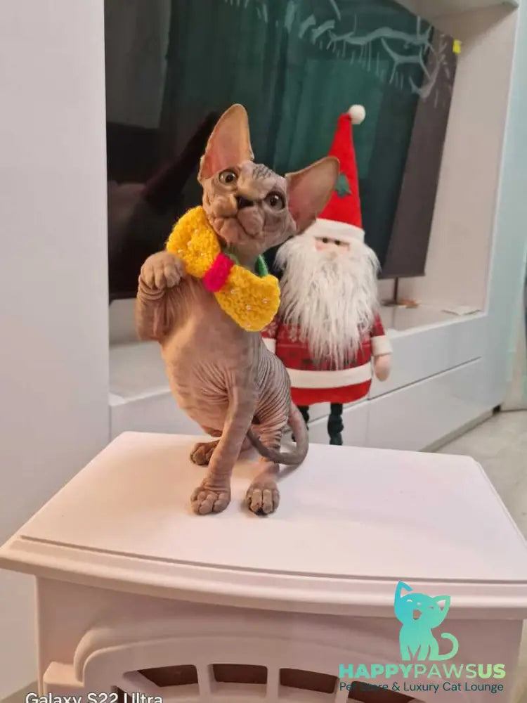 Dasha Canadian Sphynx female black tabby - live animals