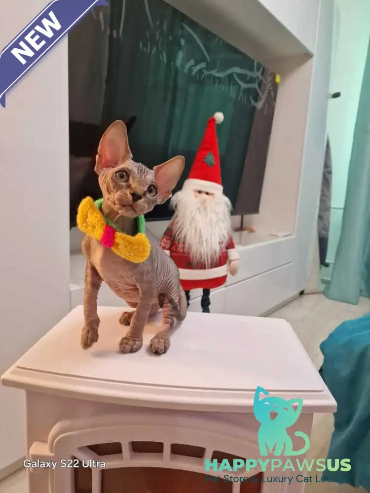 Dasha Canadian Sphynx female black tabby - live animals