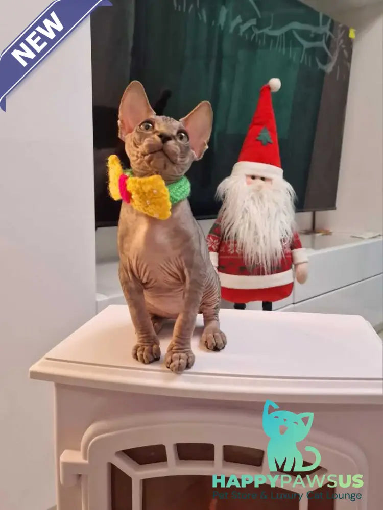 Dasha Canadian Sphynx female black tabby - live animals